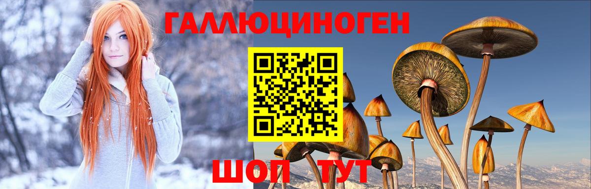 Псилоцибиновые грибы GOLDEN TEACHER Нововоронеж